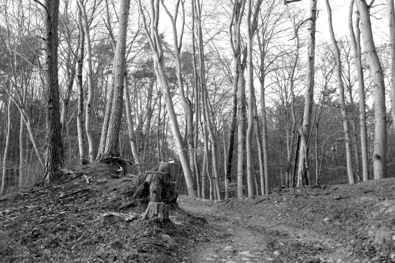 a dirt path with trees on the side of it