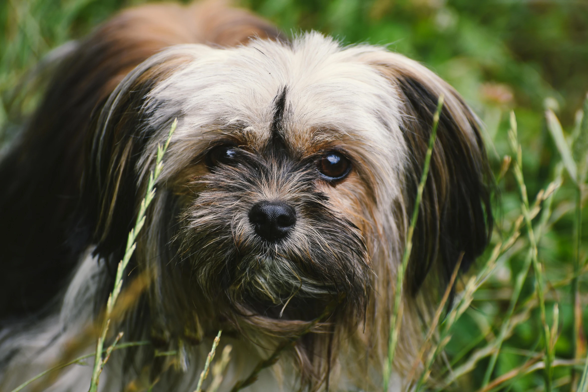 small dog with gy hair staring at the camera