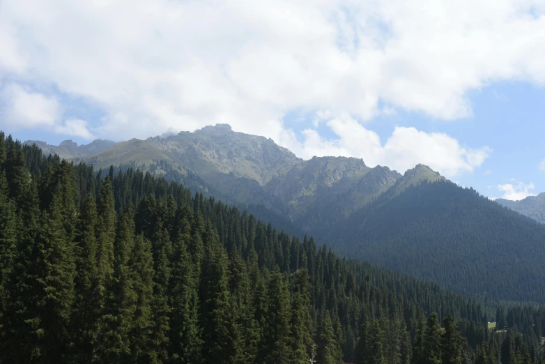 an image of trees and mountains in the background