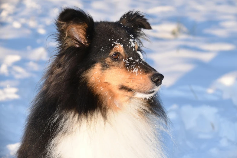 a brown and white dog in the snow