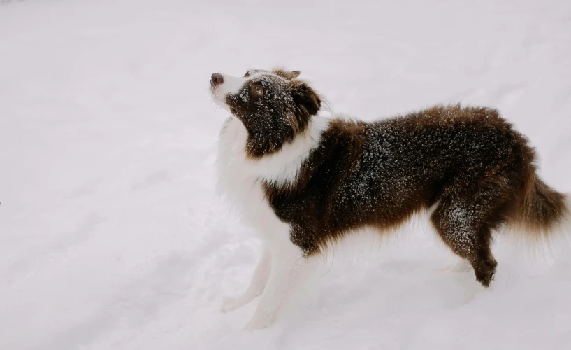 a dog standing in the snow looking at soing