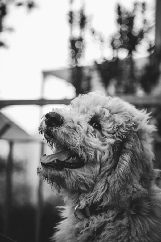 a black and white image of a dog looking at soing