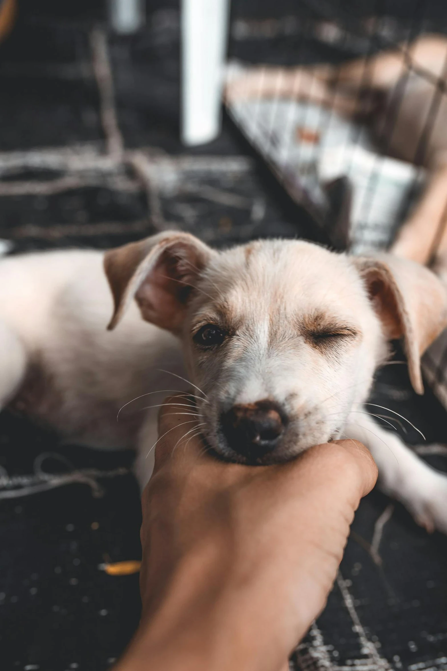 a person holding a small brown and white dog