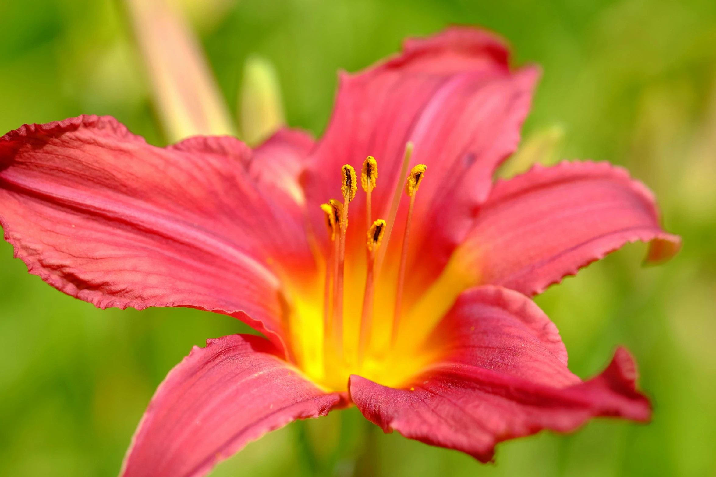 red flower in full bloom in a green field