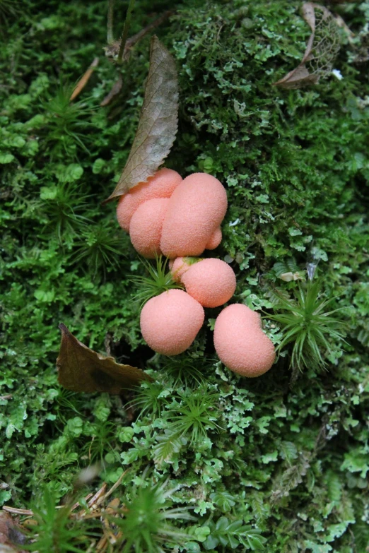 mushrooms and moss are growing in the green grass