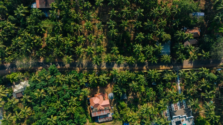 an overhead view of trees and houses along a road