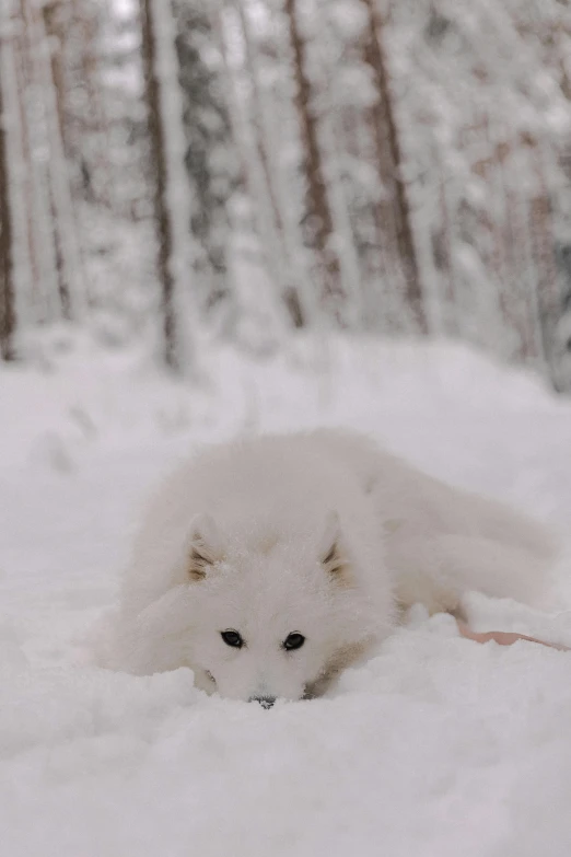 a dog is laying in the snow with one paw on his head