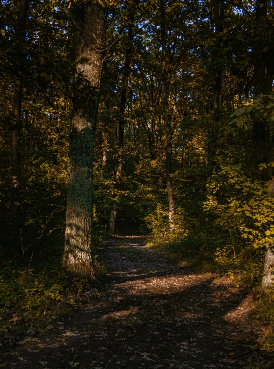 a pathway running through the woods leads into a green forest