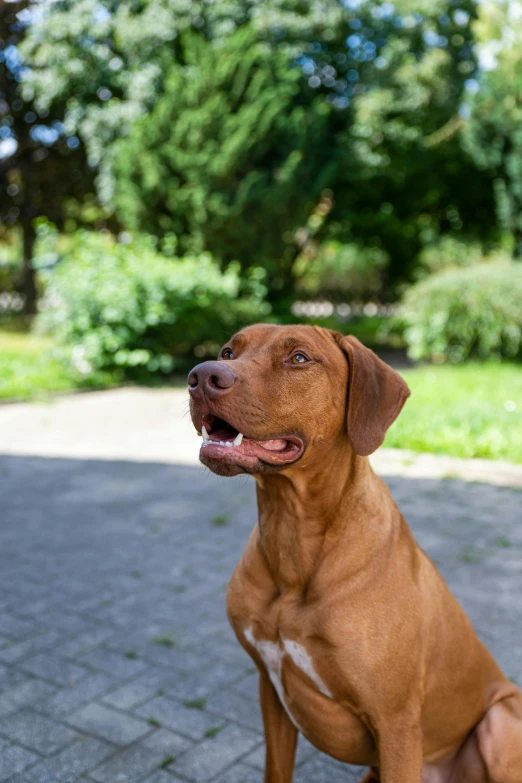 a dog is sitting down with a leash on its head