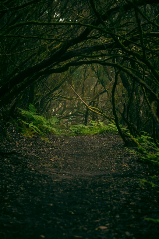 there is a trail running between the woods