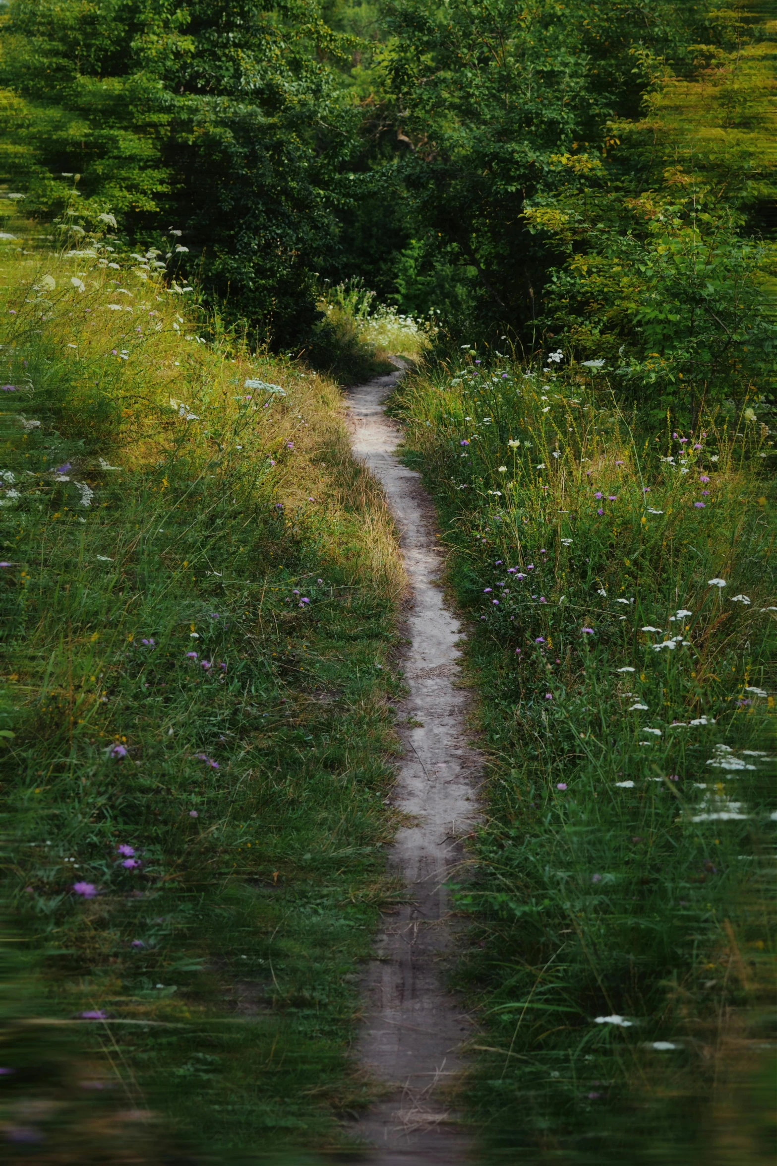 a dirt path winds through tall grass on a sunny day