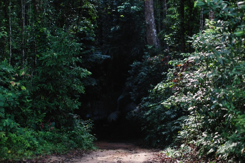 an empty trail surrounded by trees on the ground