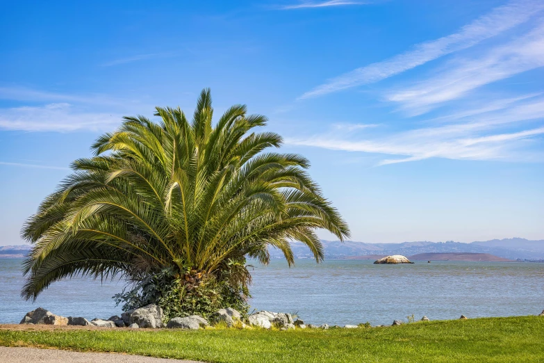 there is a very large palm tree near the water