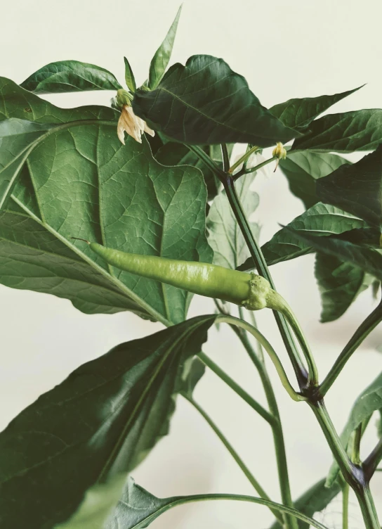 a green plant is in bloom and is ready to be transplant