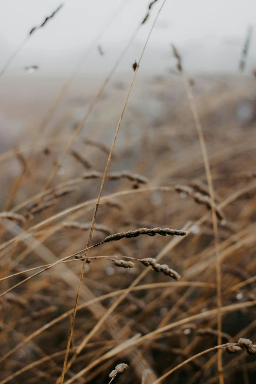 long thin grass with few plants near by