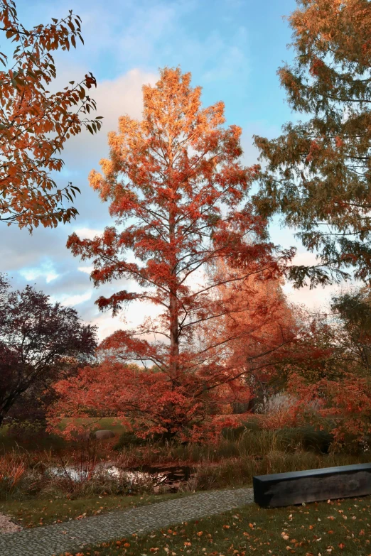 the park bench is surrounded by many trees with leaves all over the ground