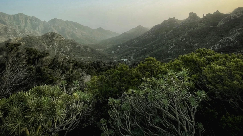 a group of trees sit in the middle of a mountain range