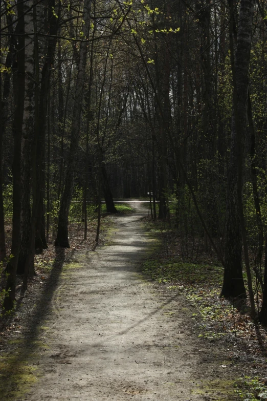 a path in the woods with trees lining it