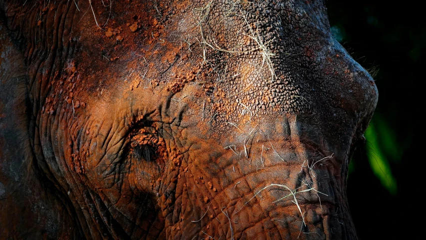 the side of an elephant that is close to his ear