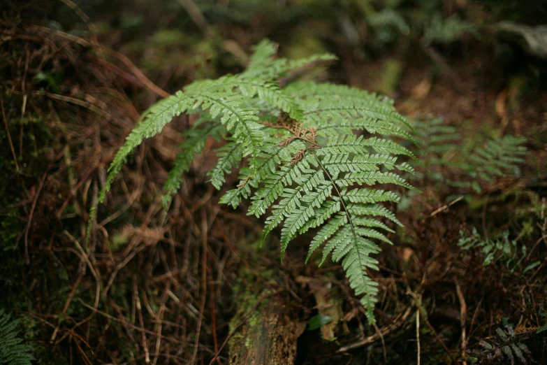 a fern is growing on a large piece of wood