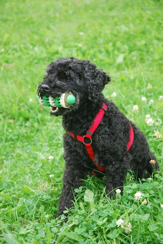 a small black puppy sitting in some grass with a green toy in his mouth