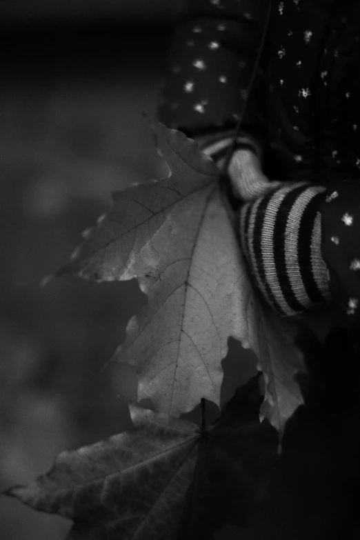 a person with a striped socks holds on to a leaf