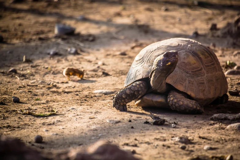 a giant tortoise walking across a dirt area