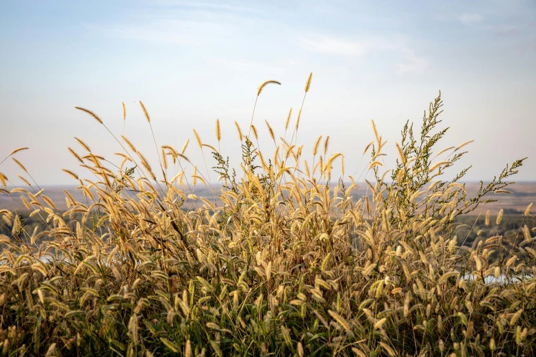 a yellow field with grass on top of it