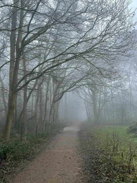 path through a foggy forest by steve beck