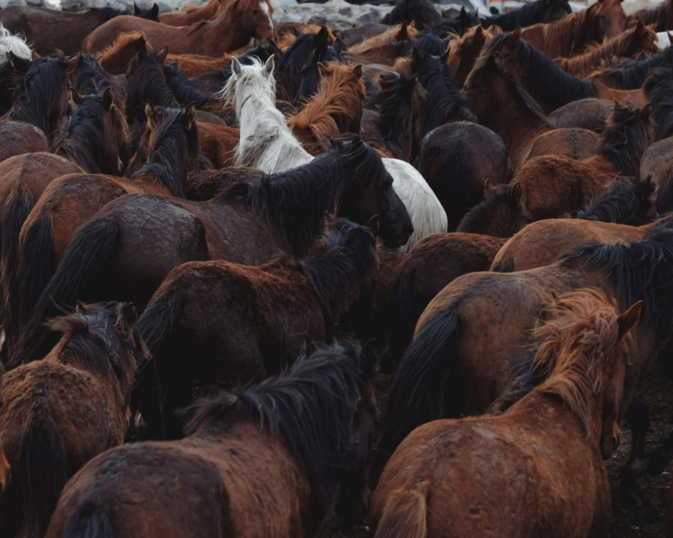 a large group of horses, all in a field