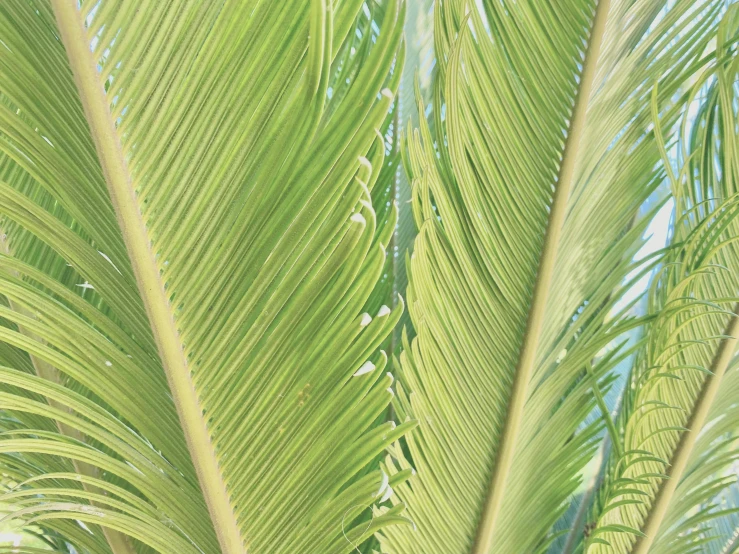 some green palm leaves near one another