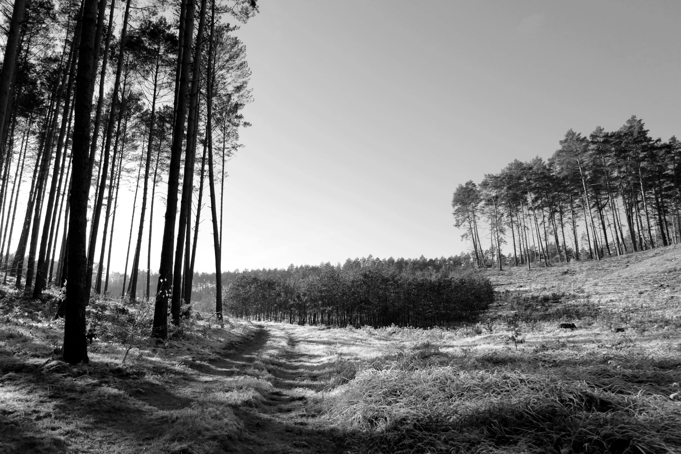 black and white pograph of a dirt path and trees