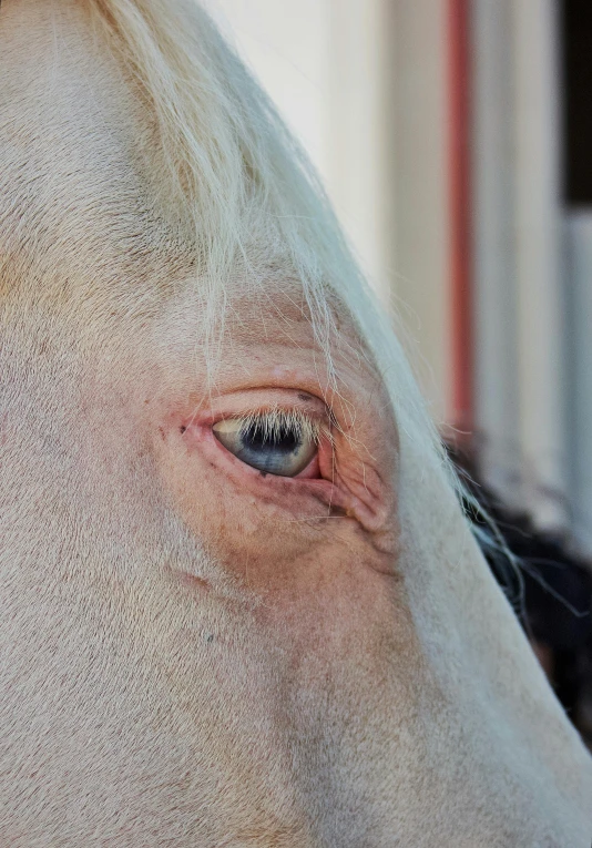 an open eye of a horse being held close to the camera