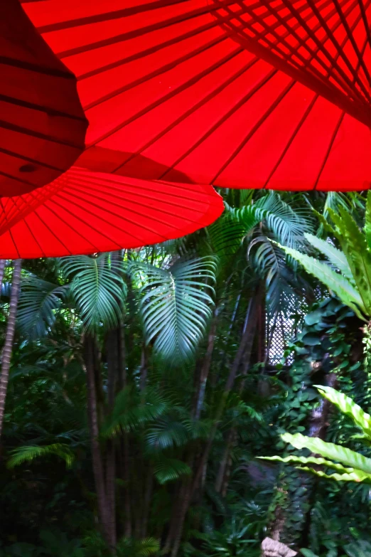 the large umbrella is red above the green plants