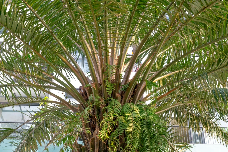 a palm tree in front of a white house