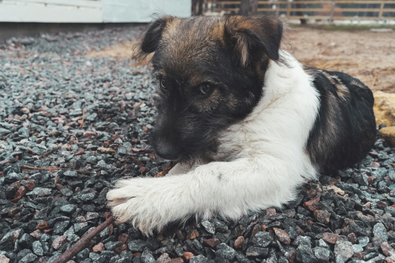 a black and white dog laying on gravel and rocks