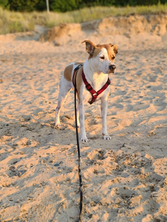 small dog standing on the sand with a leash attached to it's neck