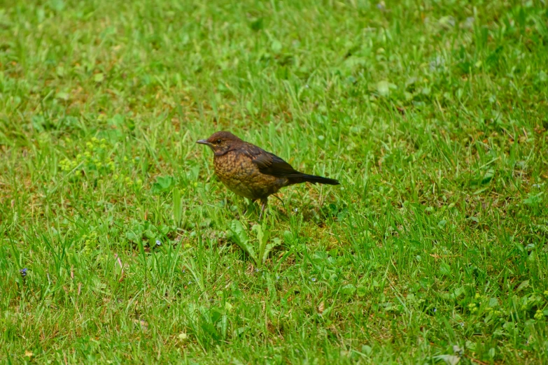 a bird is sitting on the grass near itself