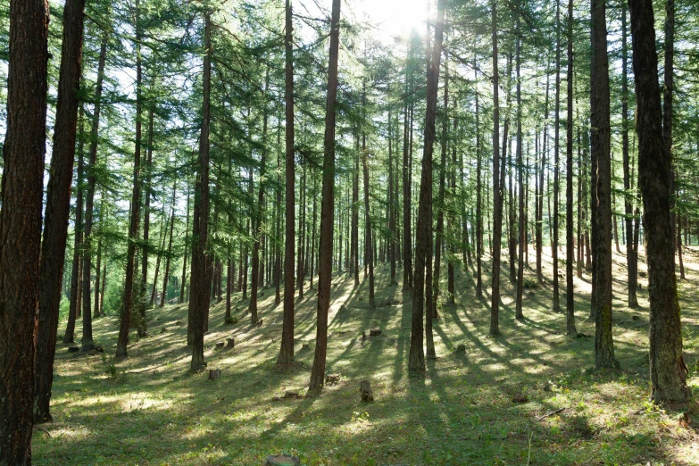 a forest filled with lots of tall trees