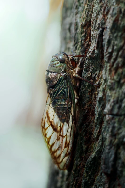 a cica sits on top of the bark of a tree