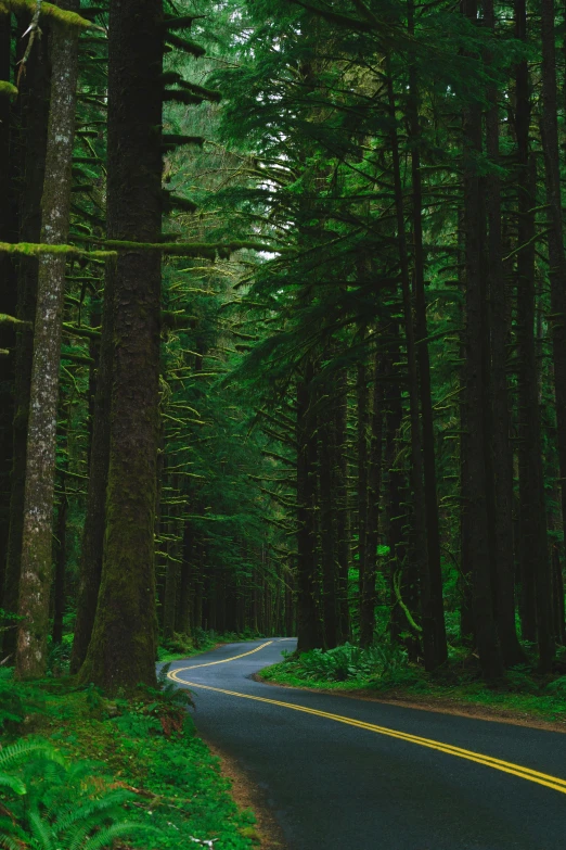 an open road surrounded by lush green trees