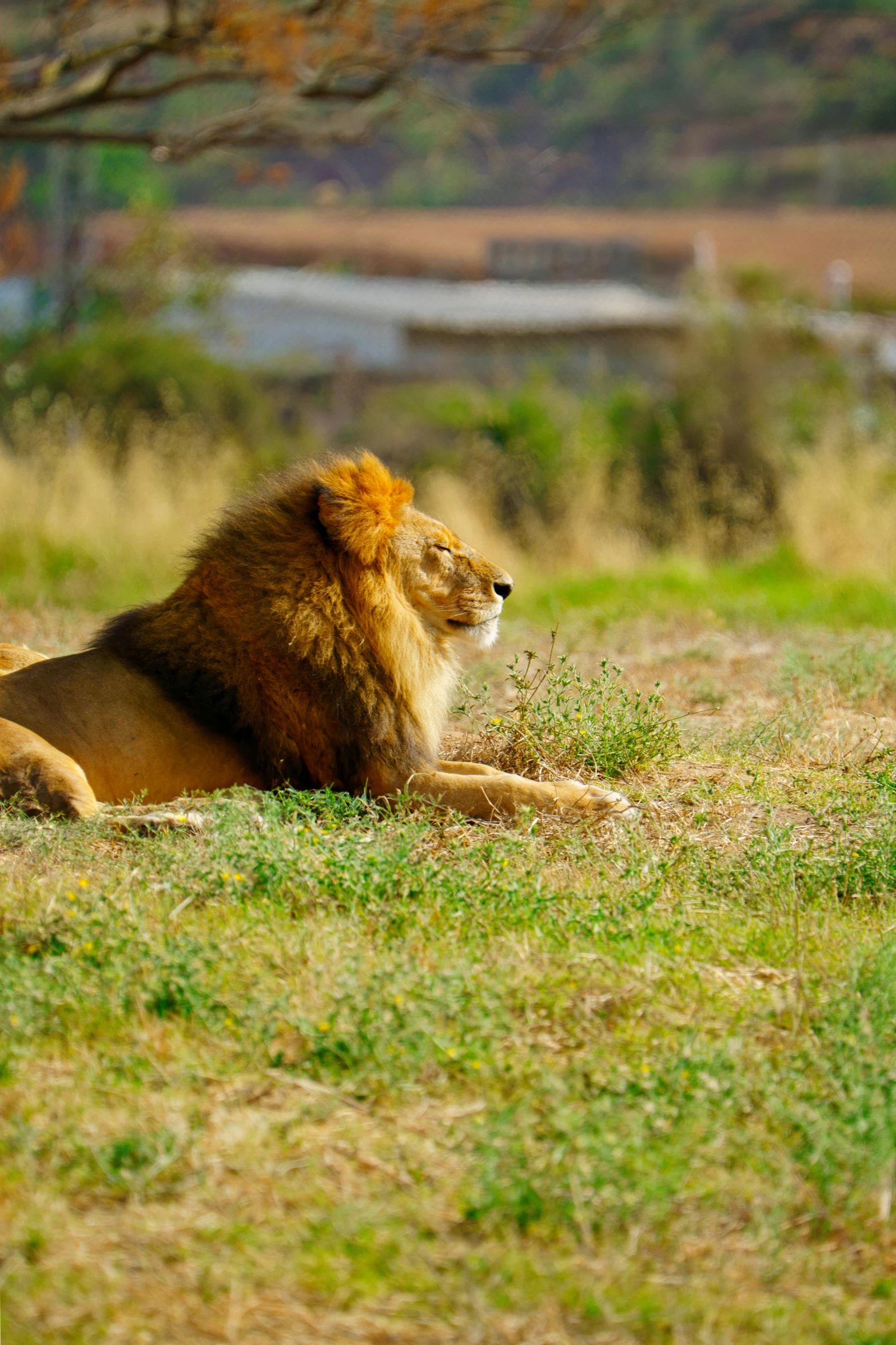 a lion rests in the grass beside the tree