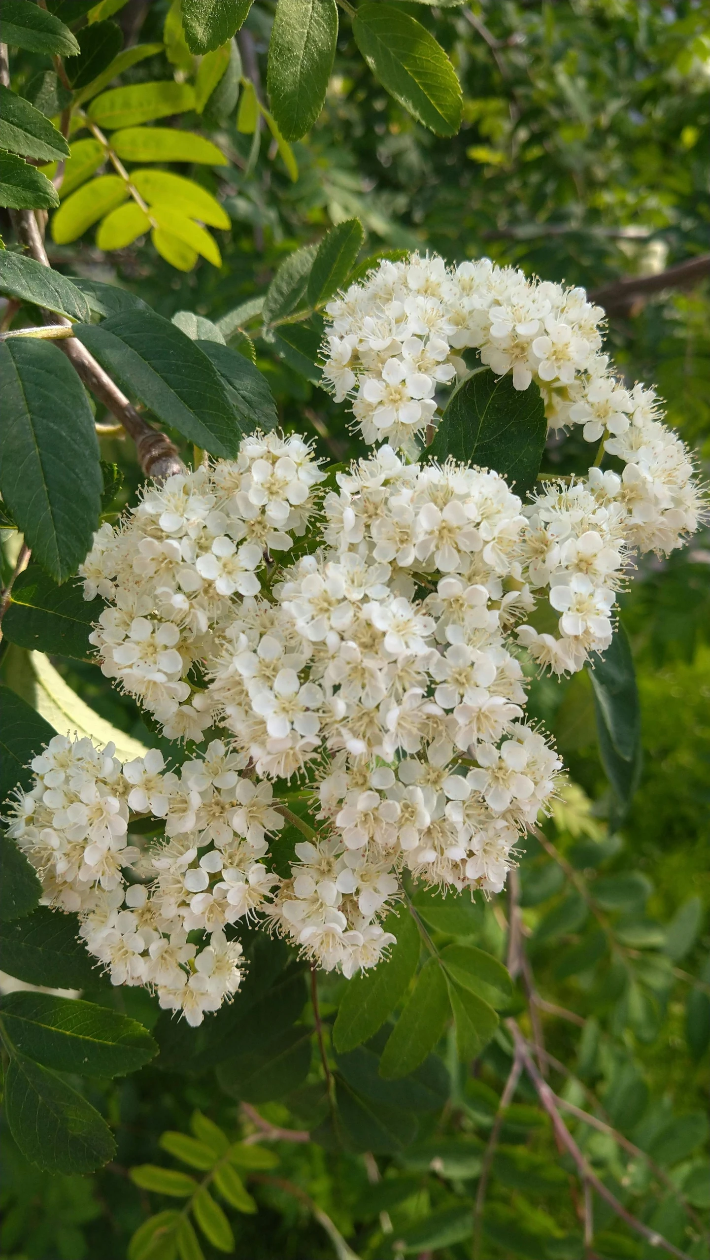 white flowers with green leaves on the nches