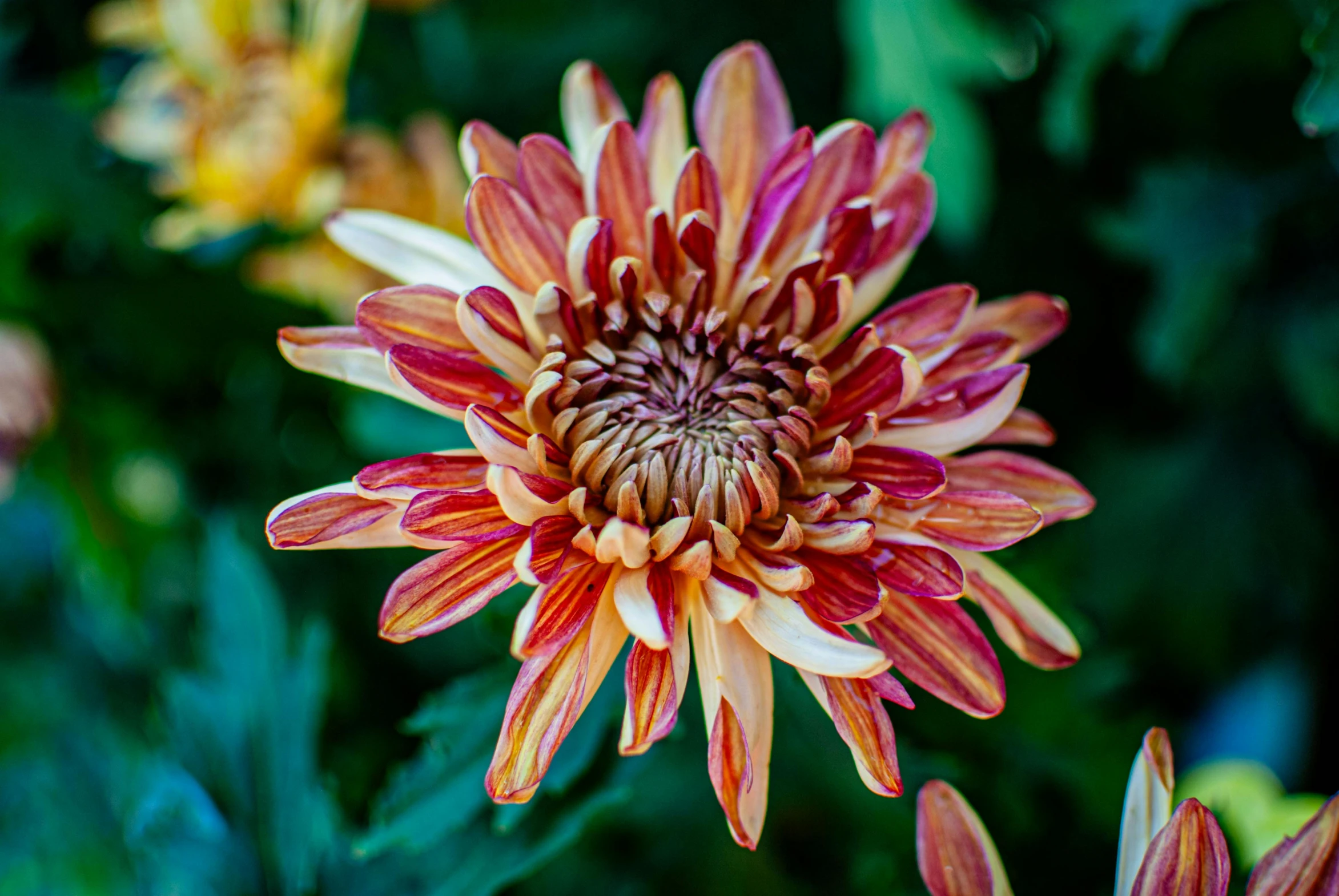 an image of a closeup of the center of a flower