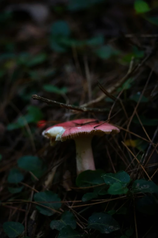 a mushroom is growing amongst a plant in a forest