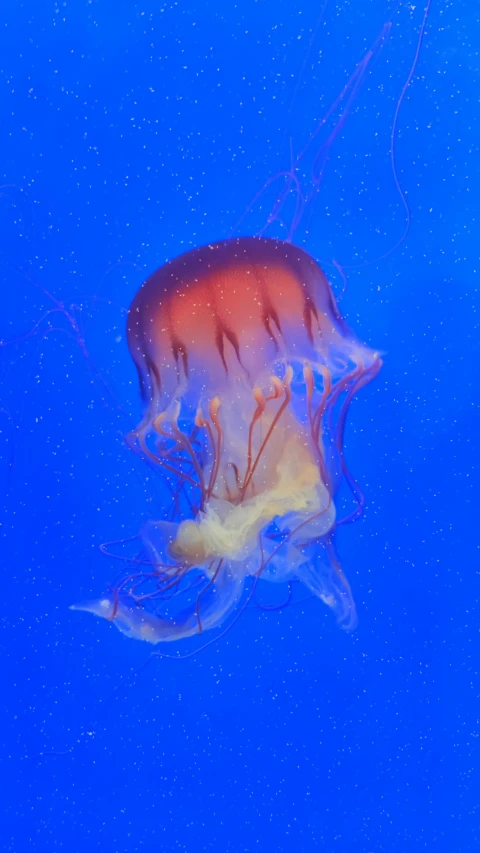 a jellyfish swims under blue water in the ocean