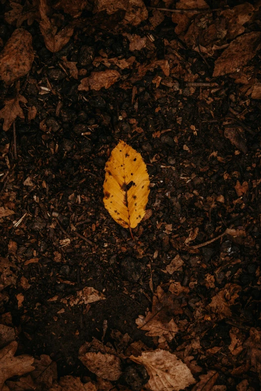 a yellow leaf lying on the ground surrounded by leaves
