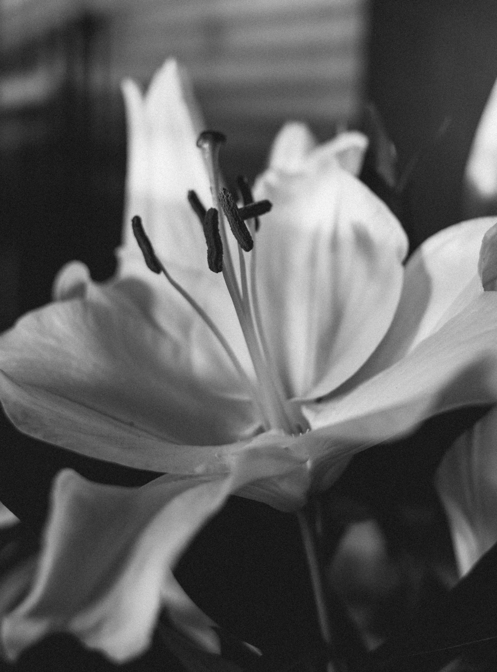 black and white pograph of lillies in black and white