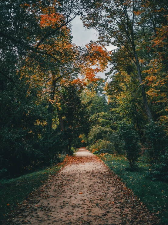 a dirt road near trees with leaves on it