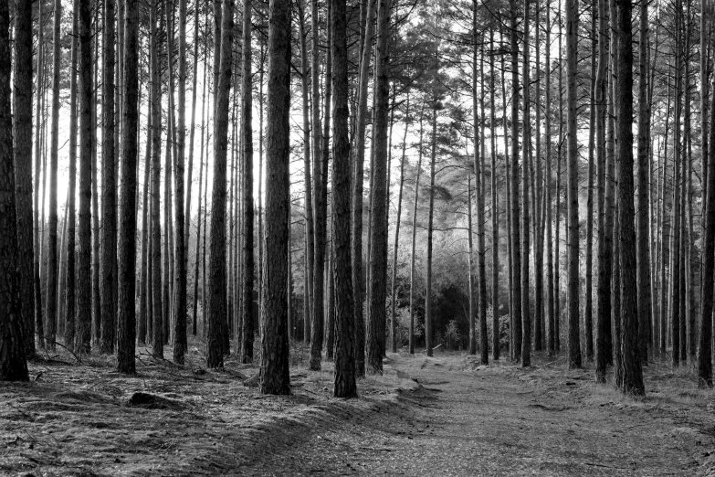 a black and white po of a wooded road